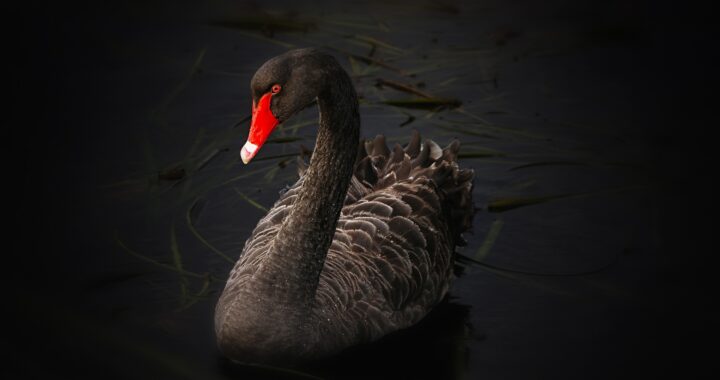 Matkalla järven yli