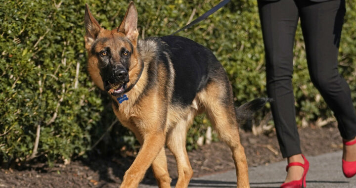 Presidentti Bidenin koira pureskelee ihmisiä