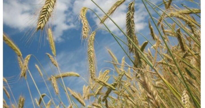 Viljakaupan seuraukset iskevät voimakkaasti EU:hun, Kiinaan ja Turkkiin