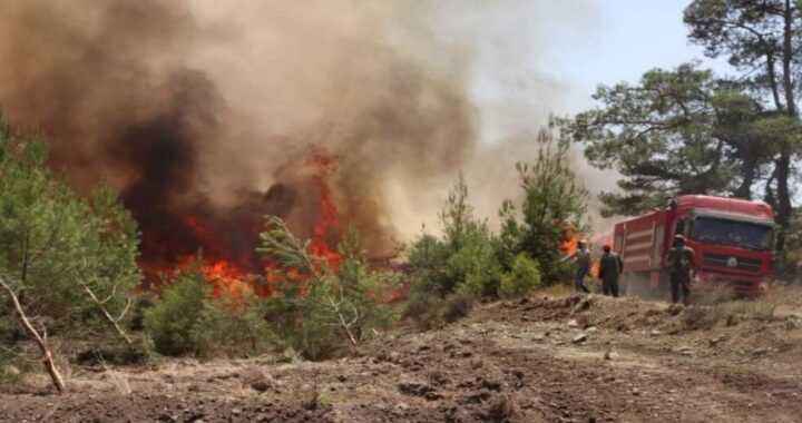 Syyriassa metsä palaa – tuhopolttajat asialla