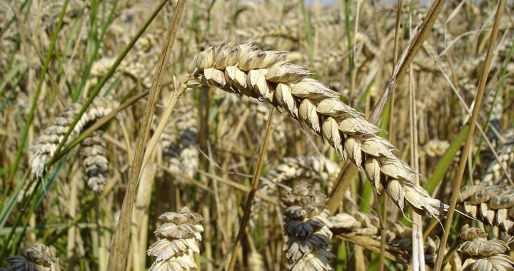 Venäjän vehnälle ennätyssato – markkinahinnat jyrkästi alas