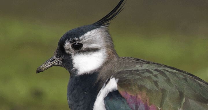 SIELU, MISSÄ LIENET