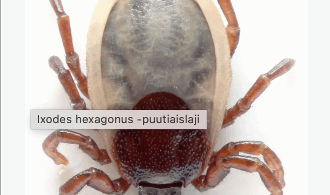 VALTIOMIEHIÄ JA SYÖPÄLÄISIÄ